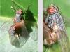 Lispocephala brachialis